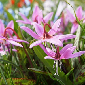 Erythronium dens-canis 'Rose Queen', Dog's Tooth Violet 'Rose Queen', Trout Lily 'Rose Queen', Adder's Tongue 'Rose Queen', Fawn Lily 'Rose Queen', Purple flowers, Pink flowers, Spring flowers, Shade perennials
